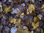 4-tappeto-di-foglie